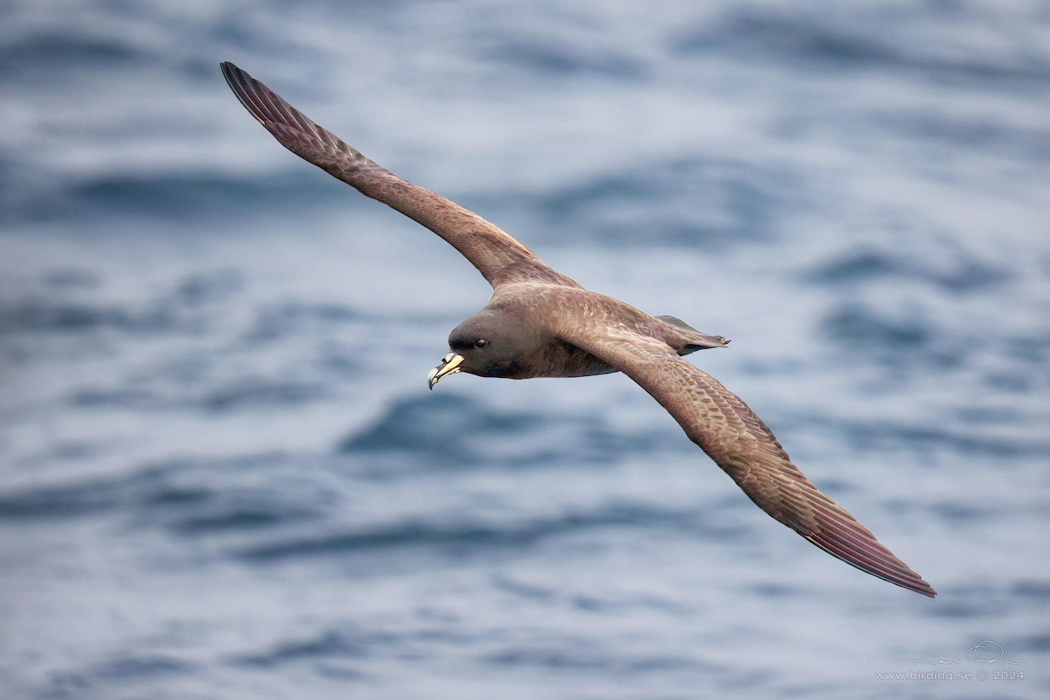 WHITE-CHINNED PETREL (Procellaria aequinoctialis) - Stäng / close