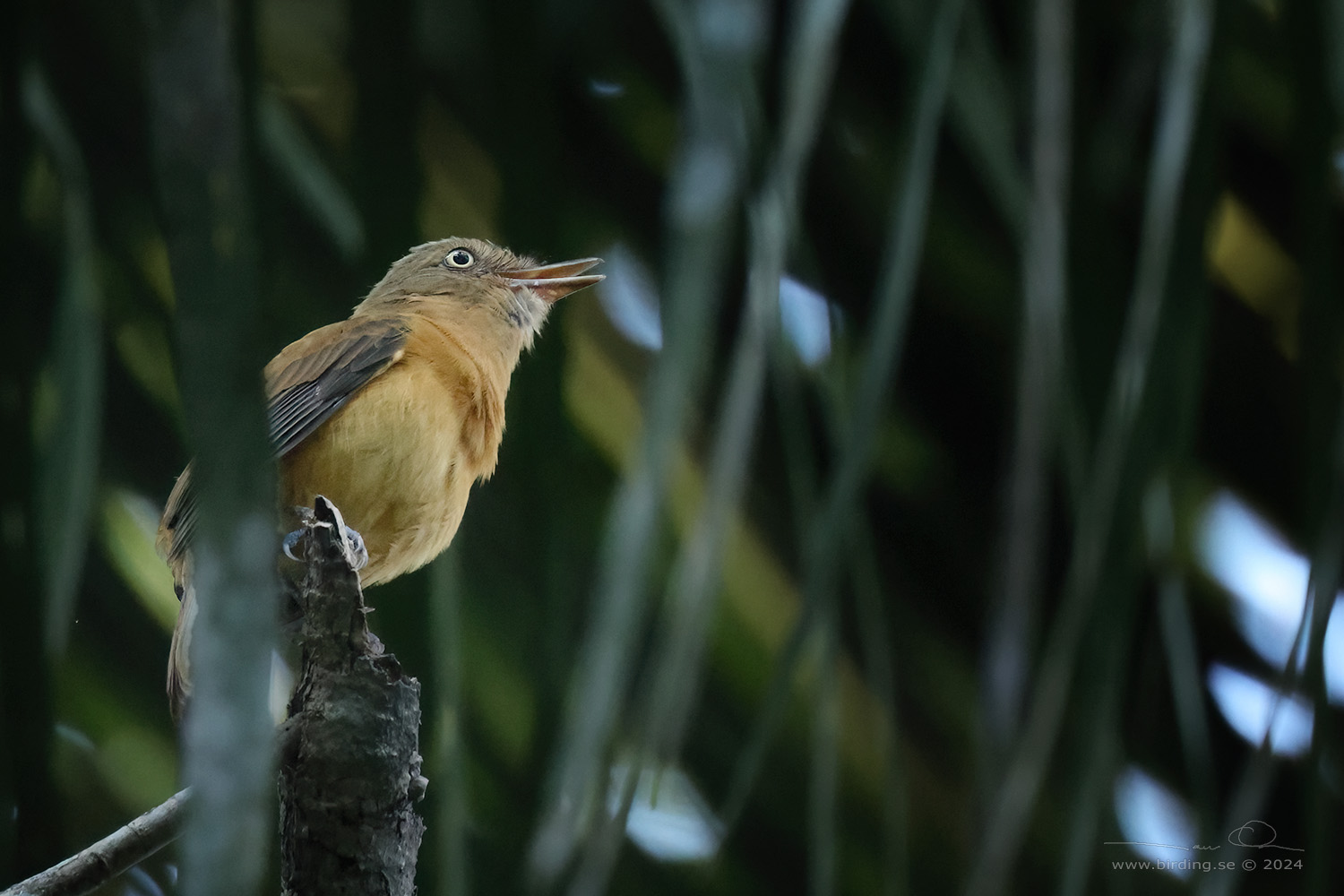 WHITE-EYED ATTILA (Attila bolivianus) - Stäng / close