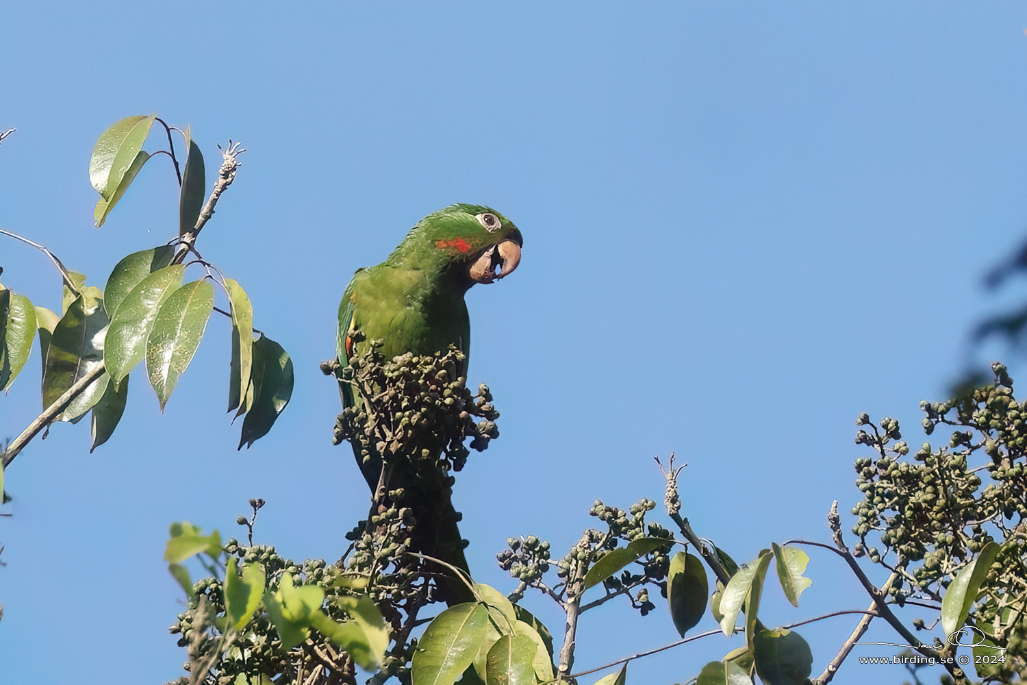 WHITE-EYED PARAKEET (Psittacara leucophthalmus) - Stäng / close