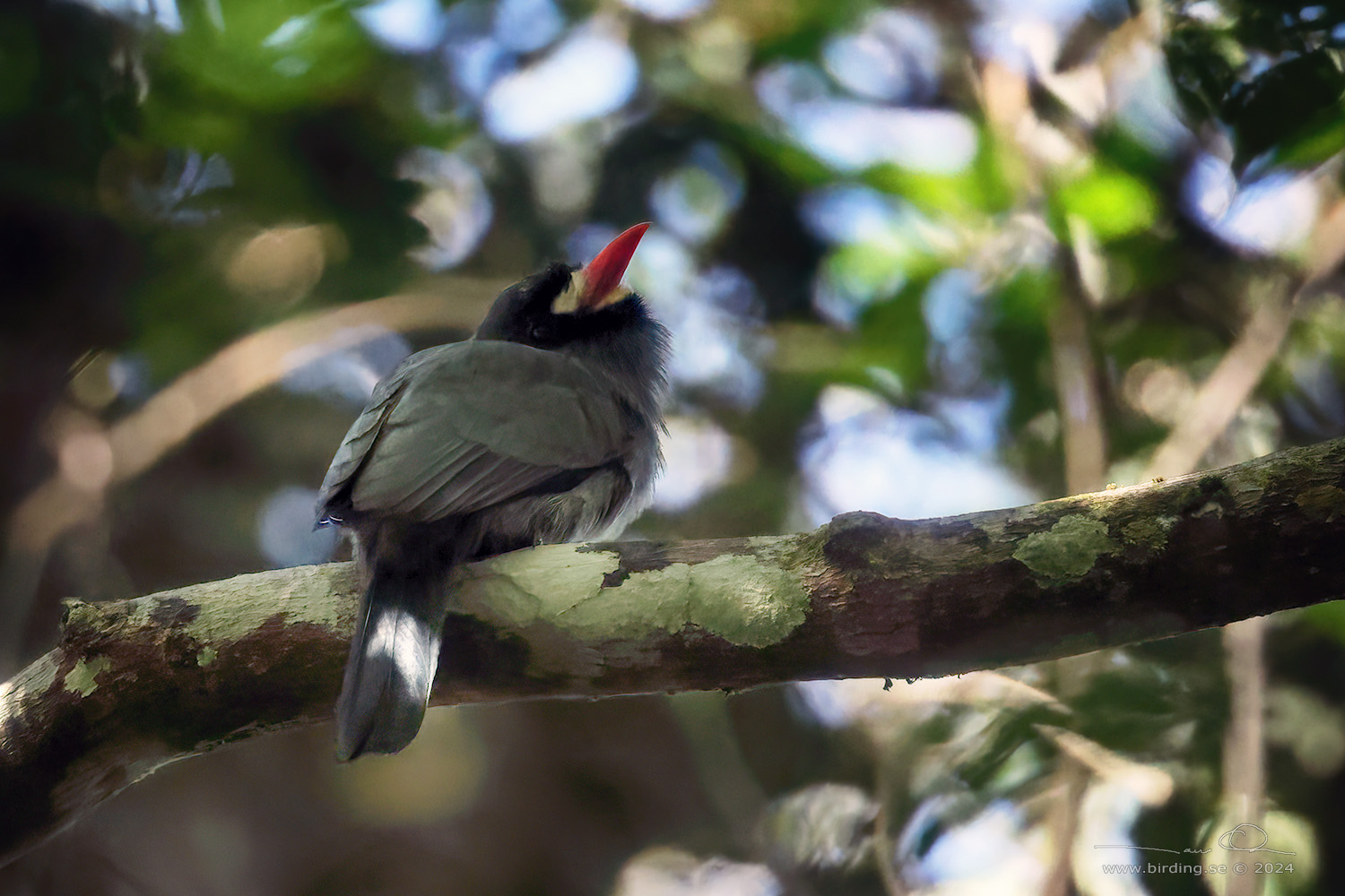 AWHITE-FRONTED NUNBIRD (Monasa morphoeus) - Stäng / close