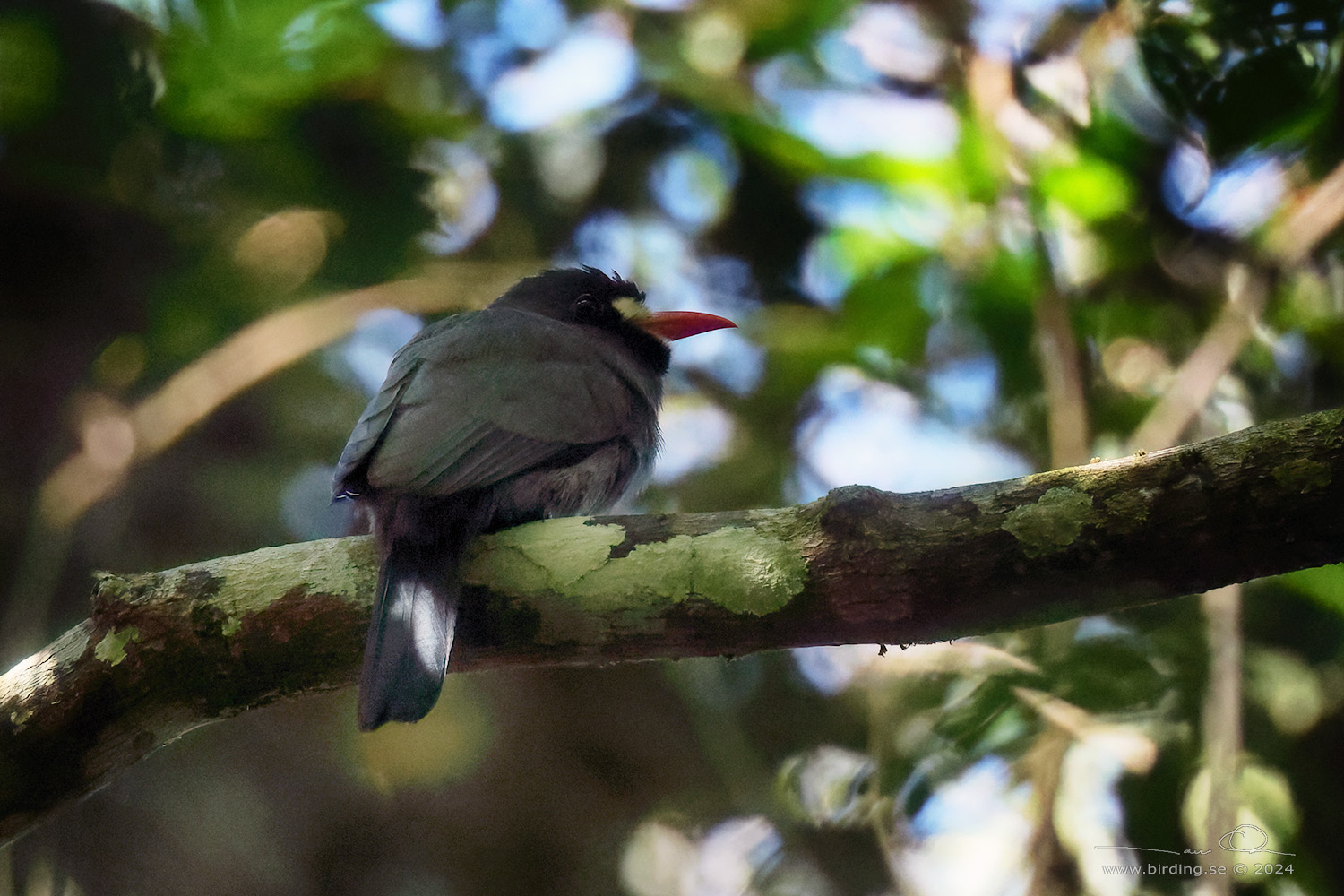 AWHITE-FRONTED NUNBIRD (Monasa morphoeus) - Stäng / close