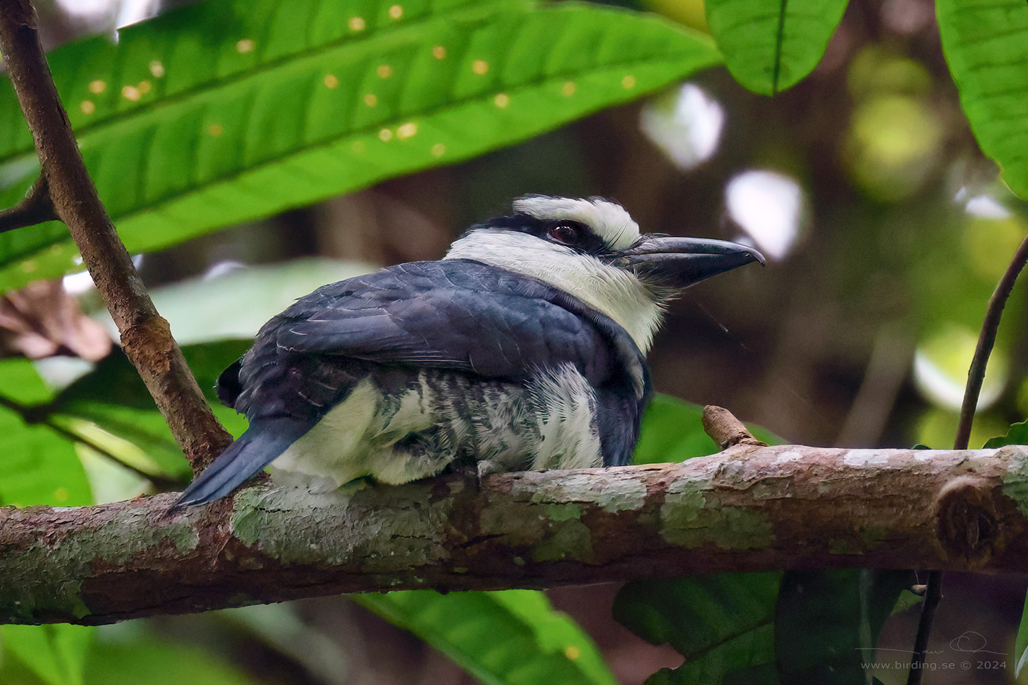 WHITE-NECKED PUFFBIRD (Notharchus hyperrhynchus) - Stäng / close