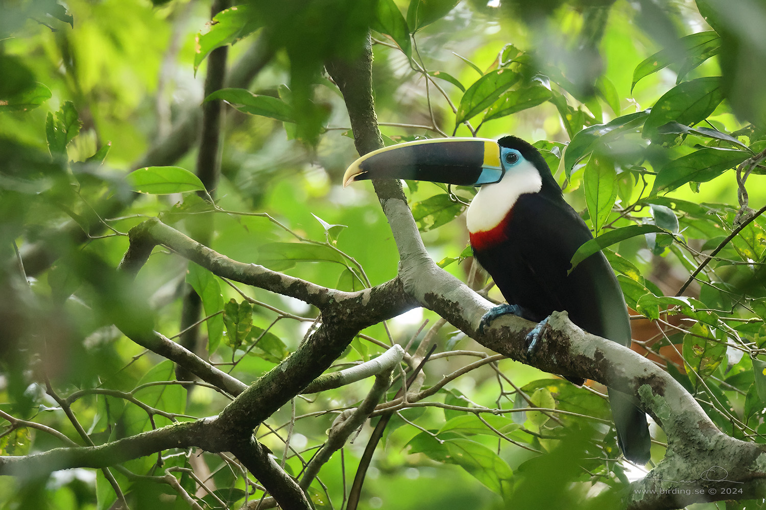 WHITE-THROATED TOUCAN (Ramphastos tucanus) - Stäng / close