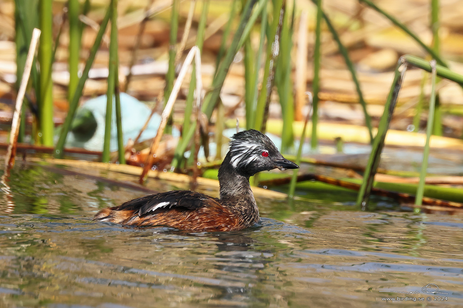 WHITE-TUFTED GREBE (Rollandia rolland) - Stäng / close