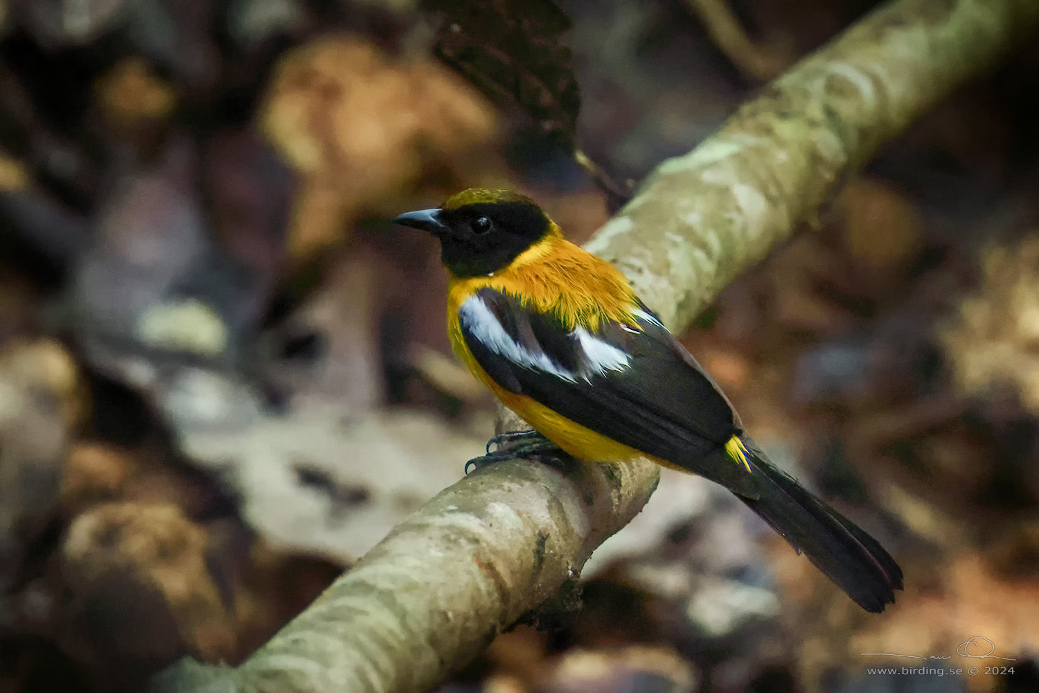 WHITE-WINGED SHRIKE-TANAGER (Lanio versicolor) - Stäng / close