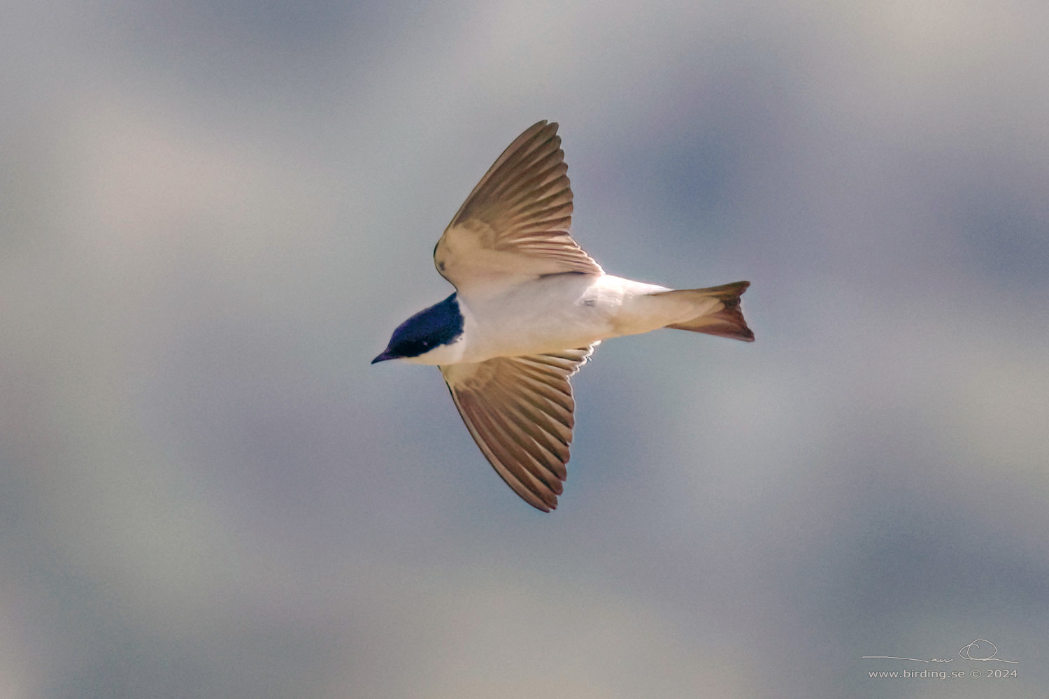 WHITE-WINGED SWALLOW (Tachycineta albiventer) - Stäng / close