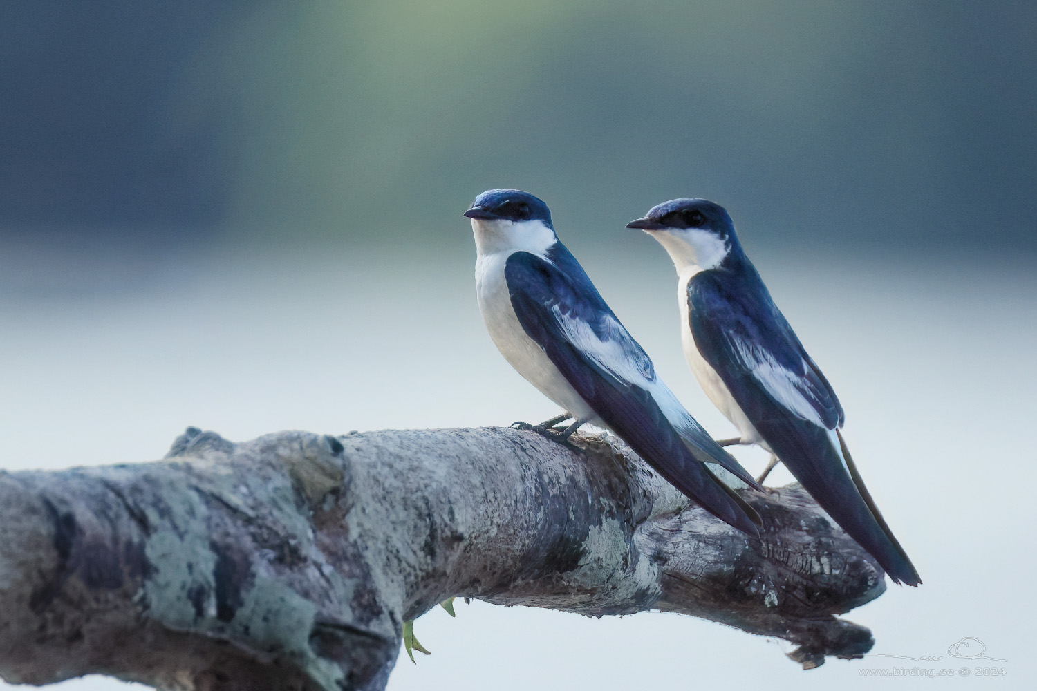 WHITE-WINGED SWALLOW (Tachycineta albiventer) - Stäng / close