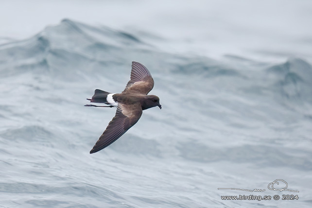 WILSON'S STORM PETREL (Oceanites oceanicus) - Stäng / close