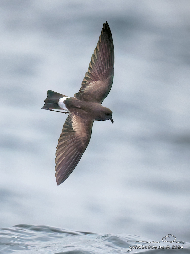 WILSON'S STORM PETREL (Oceanites oceanicus) - Stäng / close