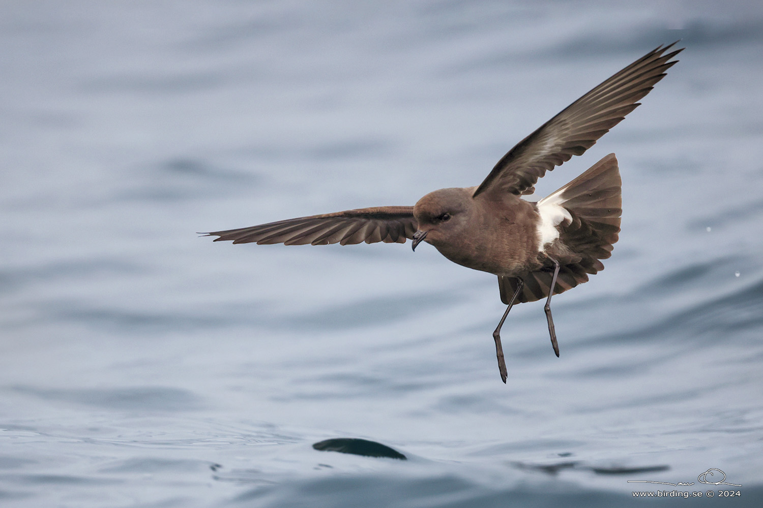 WILSON'S STORM PETREL (Oceanites oceanicus) - Stäng / close