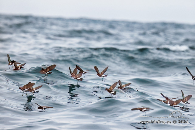 WILSON'S STORM PETREL (Oceanites oceanicus) - Stäng / close