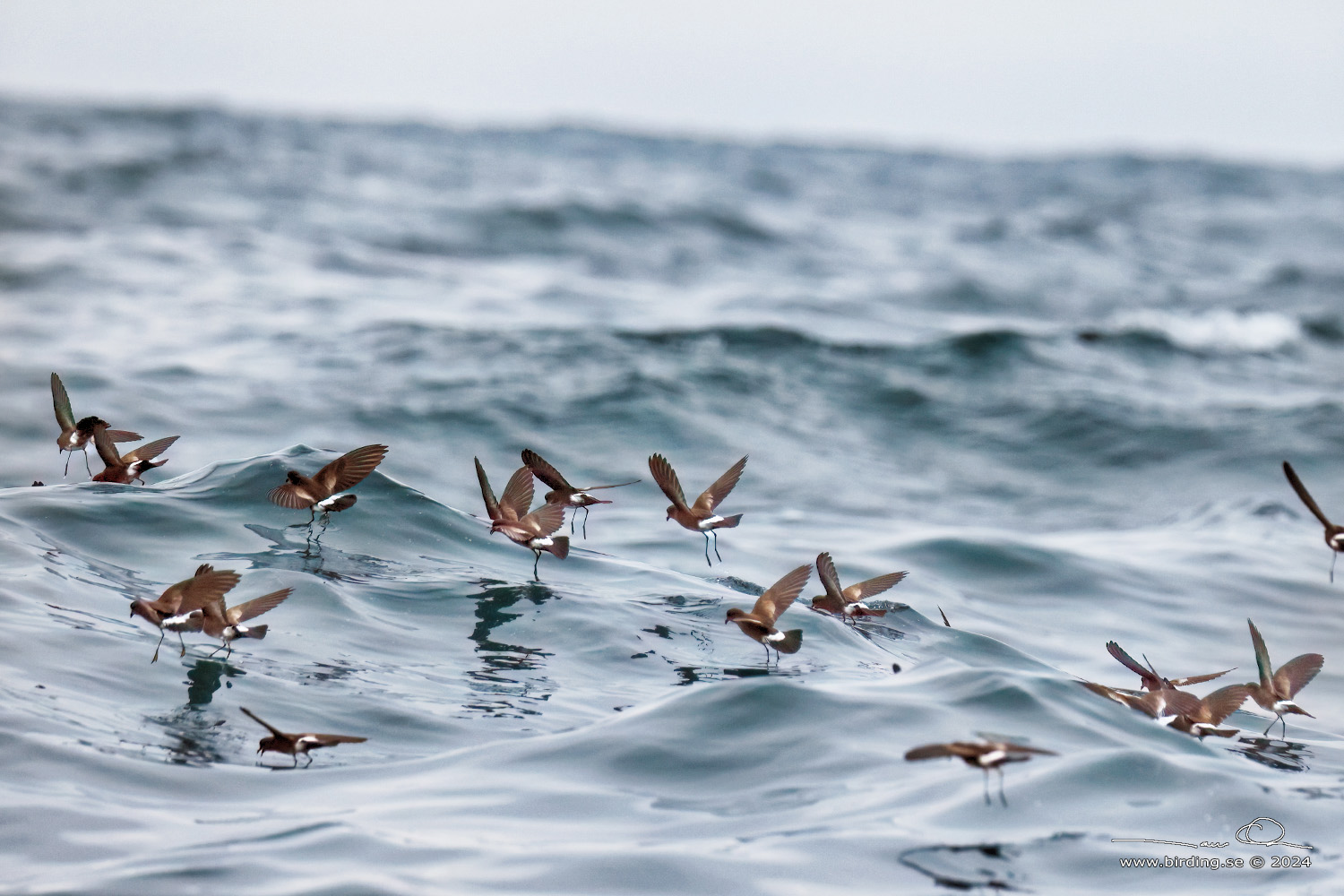 WILSON'S STORM PETREL (Oceanites oceanicus) - Stäng / close