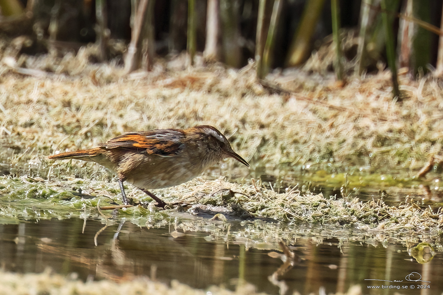 WREN-LIKE RUSHBIRD (Phleocryptes melanops) - Stäng / close