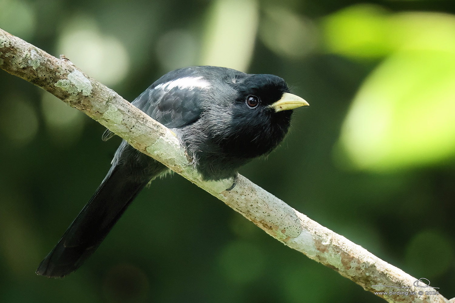 YELLOW-BLLED NUNBIRD (Monasa flavirostris) - Stäng / close