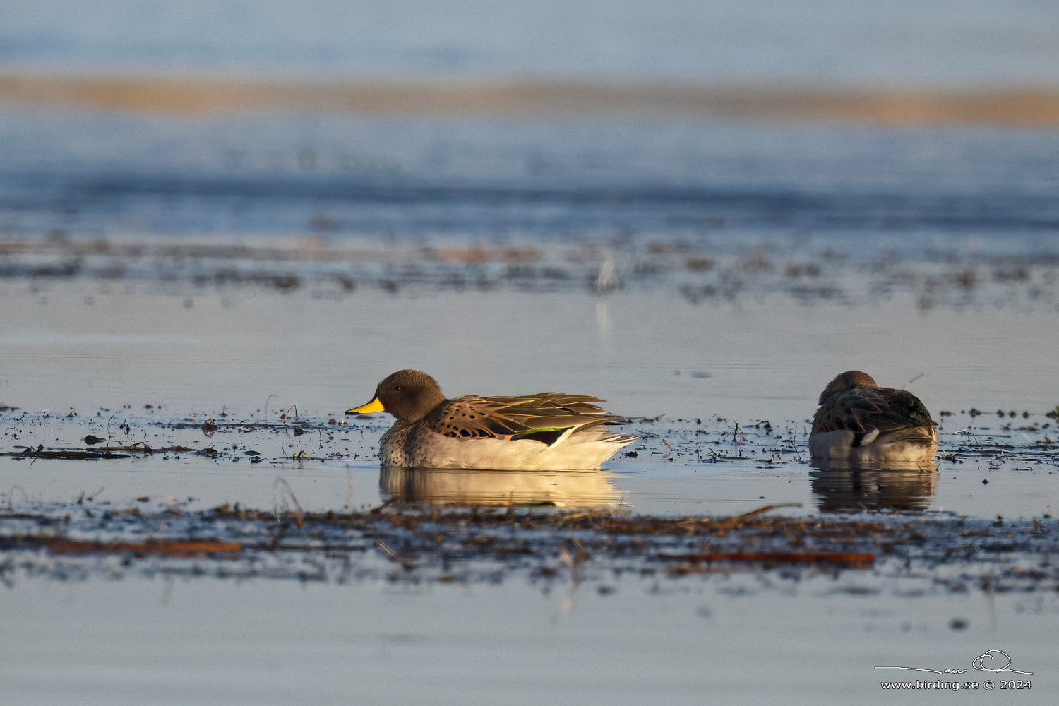 YELLOW-BILLED TEAL (Anas flavirostris) - Stäng / close