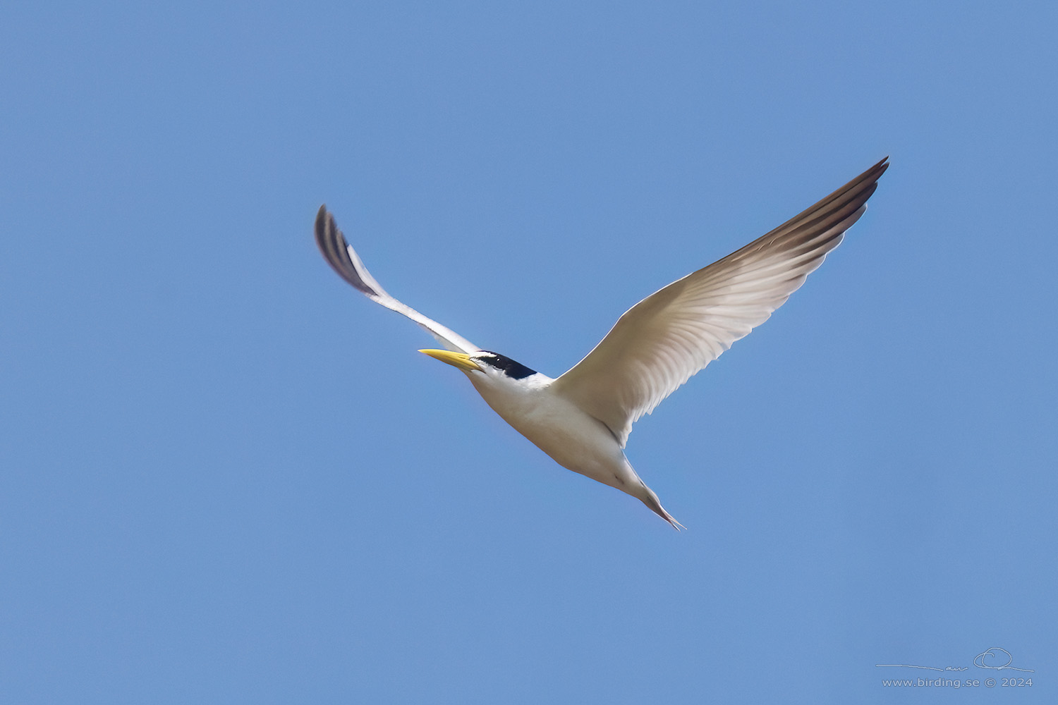 YELLOW-BILLED TERN (Sternula superciliaris) - Stäng / close