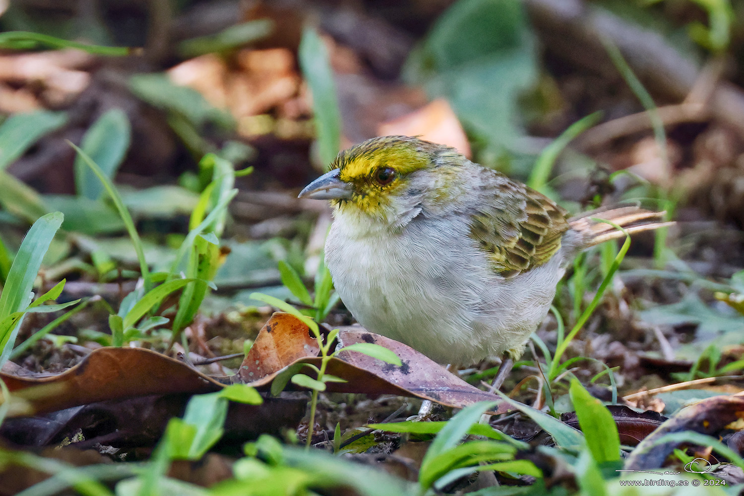 YELLOW-BROWED SPARROW (Ammodramus aurifrons) - Stäng / close