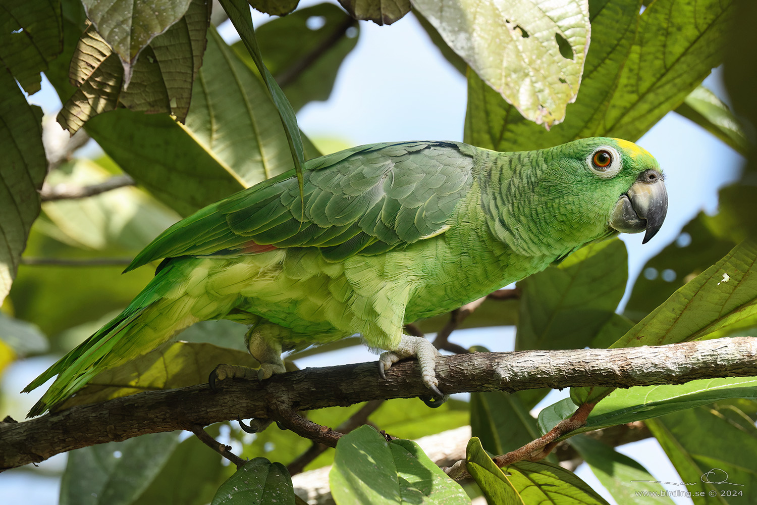 YELLOW-CROWNED AMAZON (Amazona ochrocephala) - Stäng / close