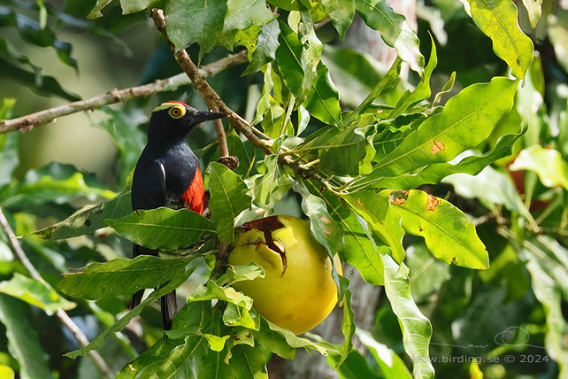 YELLOW-TUFTED WOODPECKER (Melanerpes cruentatus) - stor bild / full size