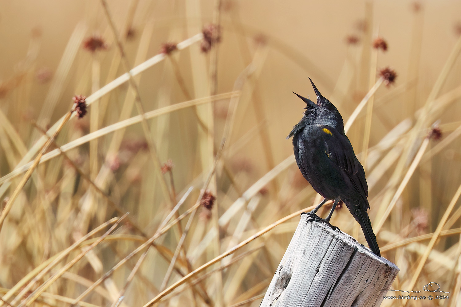 YELLOW-WINGED BLACKBIRD (Agelasticus thilius) - Stäng / close