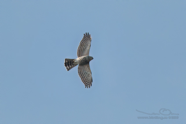 BESRA (Accipiter virgatus) - stor bild / full size