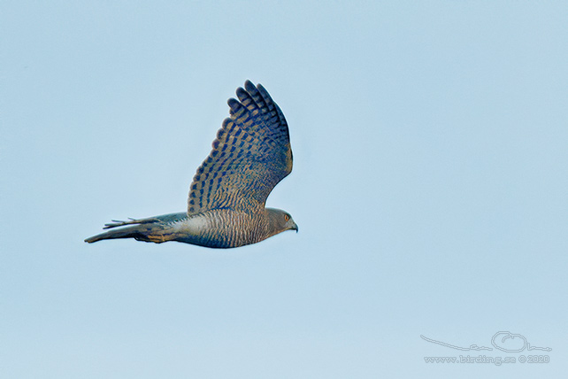 BESRA (Accipiter virgatus) - stor bild / full size