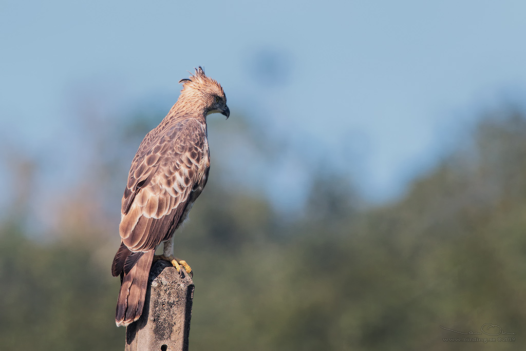 CHANGEABLE HAWK-EAGLE (Nisaetus cirrhatus)