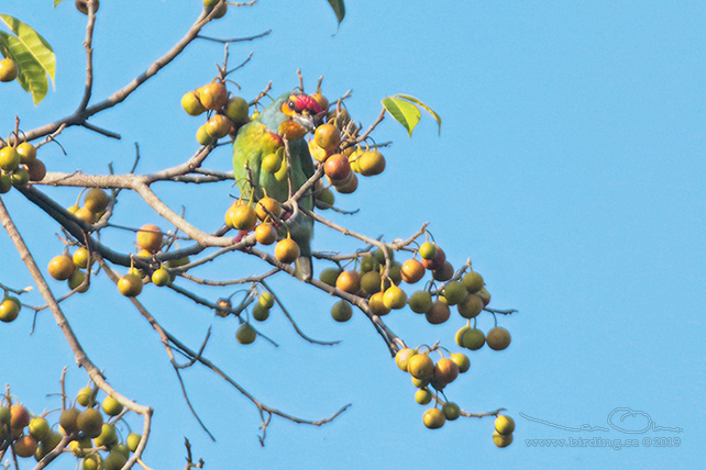 CRIMSON-FRONTED BARBET (Psilopogon rubricapillus) - stor bild / full size