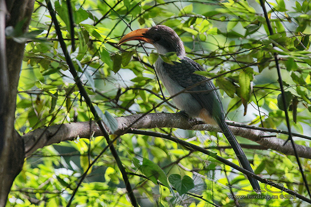 SRI LANKA GREY HORNBILL (Ocyceros gingalensis) - stor bild / full size