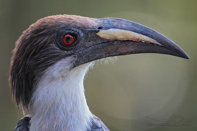 SRI LANKA GREY HORNBILL (Ocyceros gingalensis) - stor bild / full size