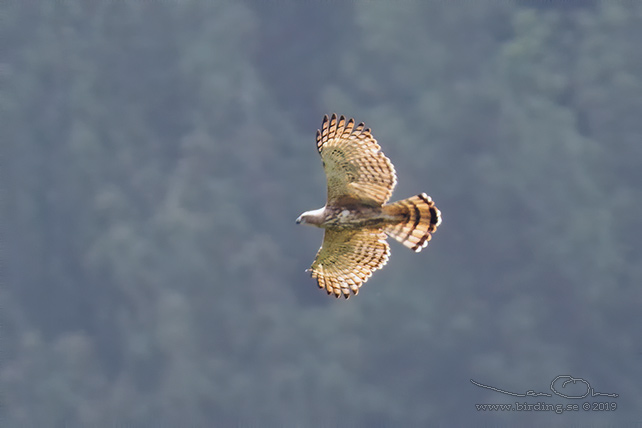 LEGGE'S HAWK-EAGLE (Nisaetus kelaarti) - stor bild / full size