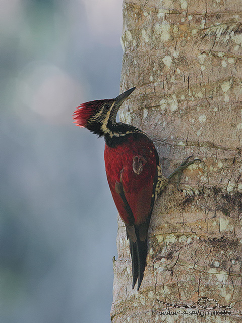 RED-BACKED FLAMEBACK (Dinopium psarodes) - stor bild / full size