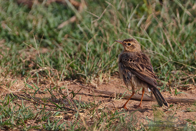 RICHARD'S PIPIT (Anthus richardi) - stor bild / full size