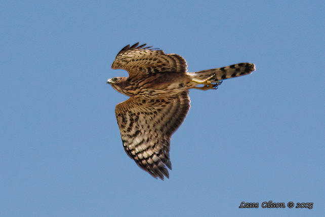 AFRICAN GOSHAWK (Accipiter tachiro) - stor bild/ full size