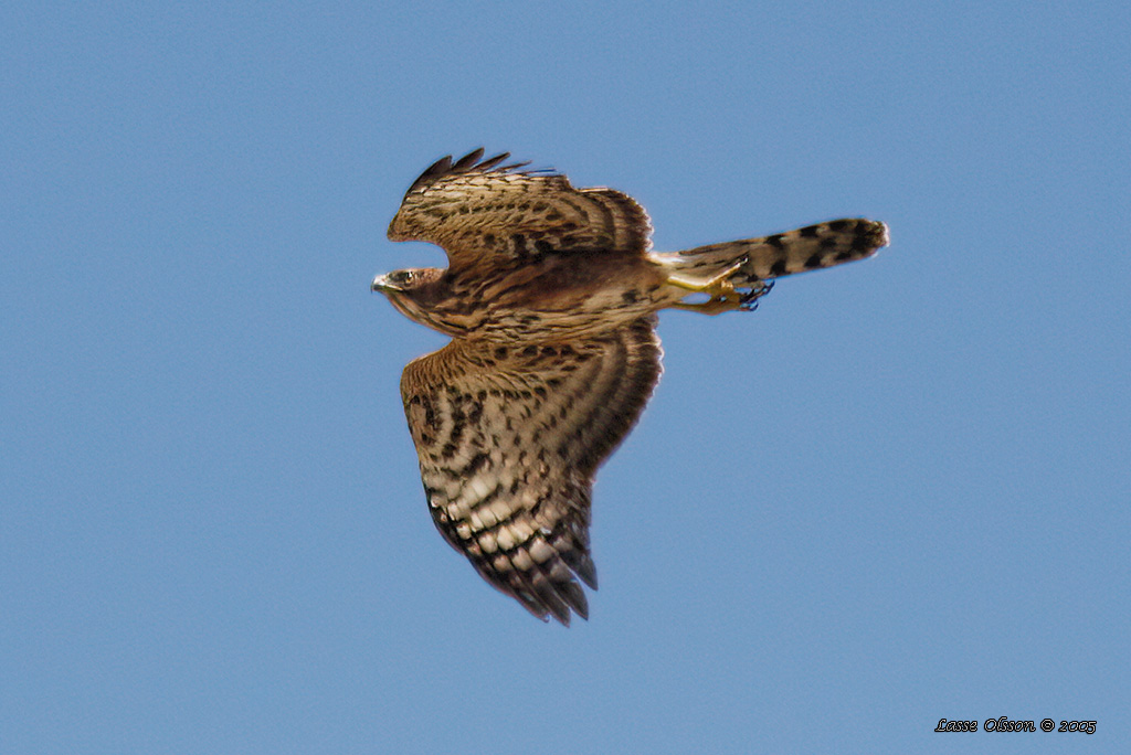 AFRICAN GOSHAWK (Accipiter tachiro) - Stäng / close