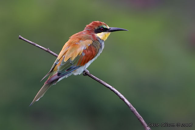 BIÄTARE / EUROPEAN BEE-EATER (Merops apiaster)