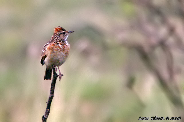 RUFOUS-NAPED LARK Mirafra africana