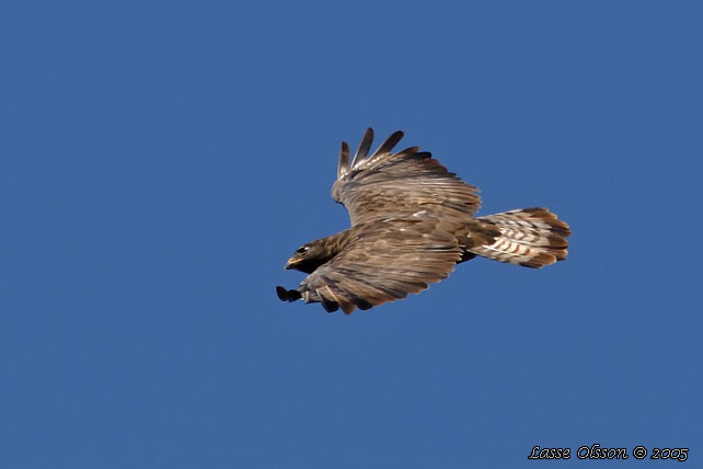 STEPPE BUZZARD (Buteo buteo vulpinus)