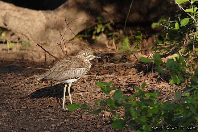 WATER DIKKOP (Burhinus vermiculatus)