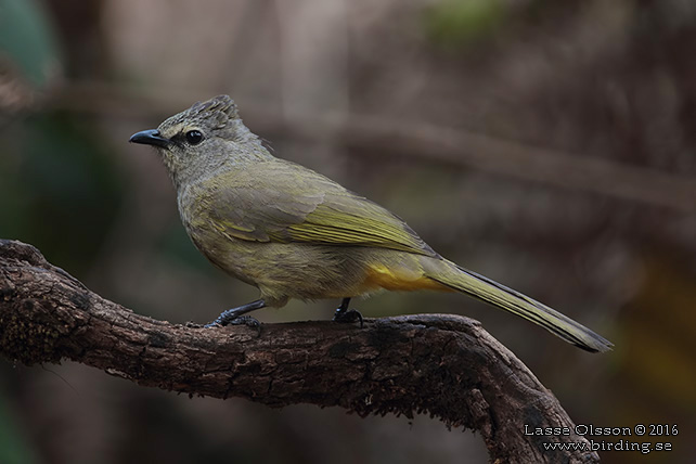 FLAVESCENT BULBUL (Pycnonotus flavescens) - STOR BILD / FULL SIZE