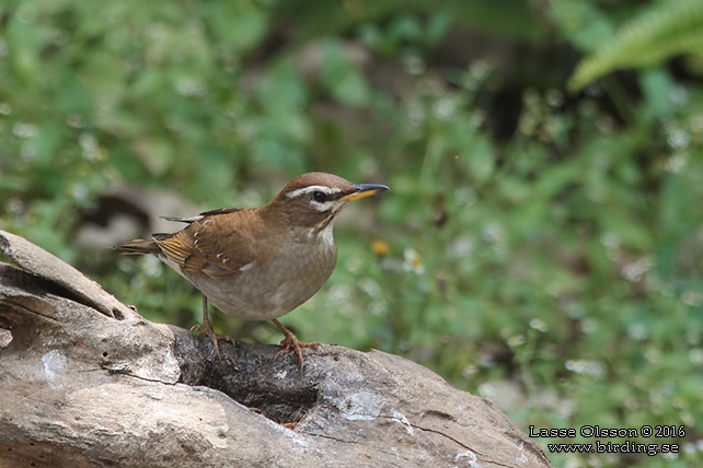 GREY-SIDED THRUSH (Turdus feae) - STOR BILD / FULL SIZE