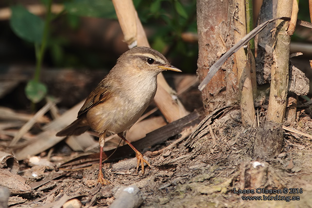 MANCHURIAN BUSH-WARBLER (Horornis borealis) - STOR BILD / FULL SIZE