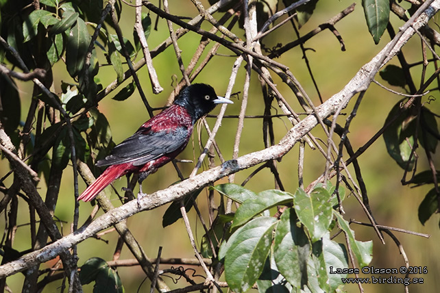 MAROON ORIOLE (Oriolus trailii) - STOR BILD / FULL SIZE