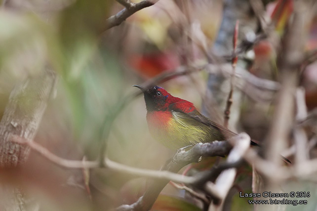 MRS GOULD'S SUNBIRD (Aethopyga gouldiae) - STOR BILD / FULL SIZE