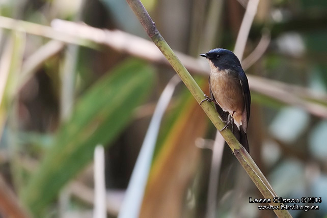 SLATY-BLUE FLYCATCHER (Ficedula tricolor) - STOR BILD / FULL SIZE