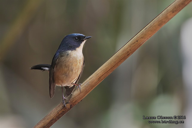 SLATY-BLUE FLYCATCHER (Ficedula tricolor) - STOR BILD / FULL SIZE