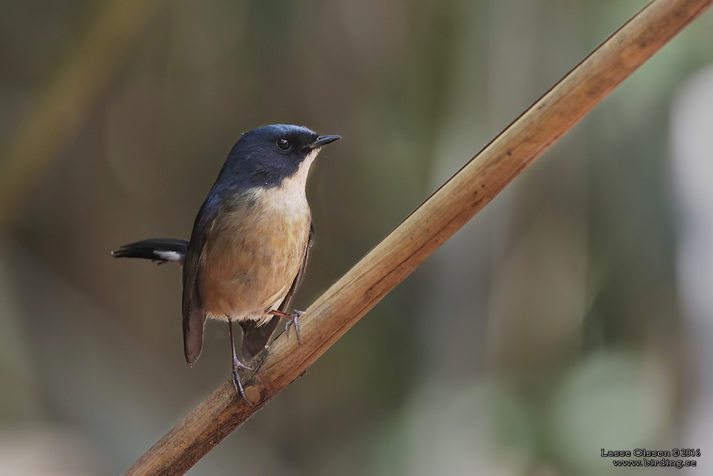 SLATY-BLUE FLYCATCHER (Ficedula tricolor) - Stäng / close