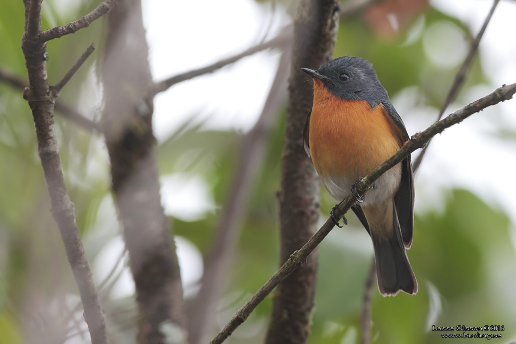 SLATY-BACKED FLYCATCHER (Ficedula hodgsoni) - Stäng / close