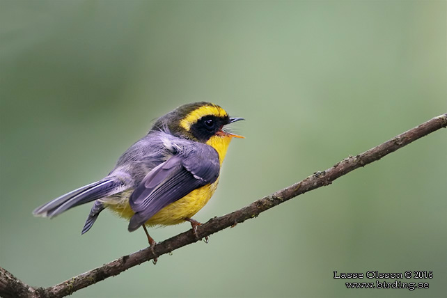 YELLOW-BELLIED FANTAIL (Chelidorhynx hypoxanthus) - STOR BILD / FULL SIZE