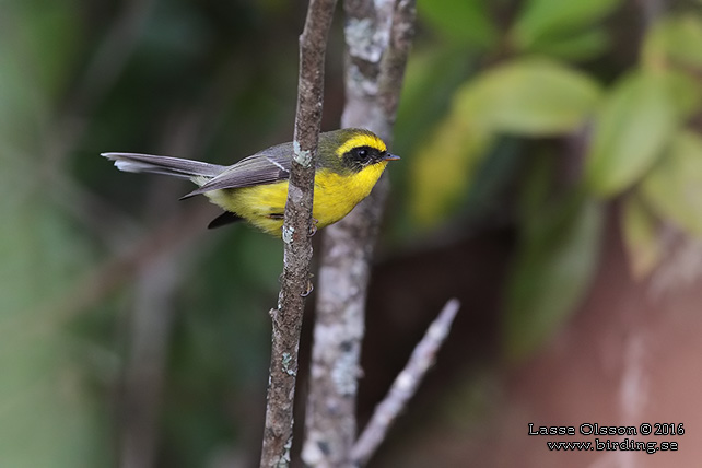 YELLOW-BELLIED FANTAIL (Chelidorhynx hypoxanthus) - STOR BILD / FULL SIZE